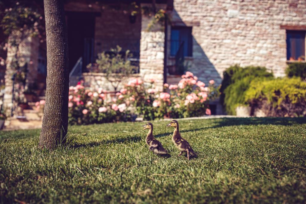 Agriturismo Casal San Sergio Фоссомброне Экстерьер фото