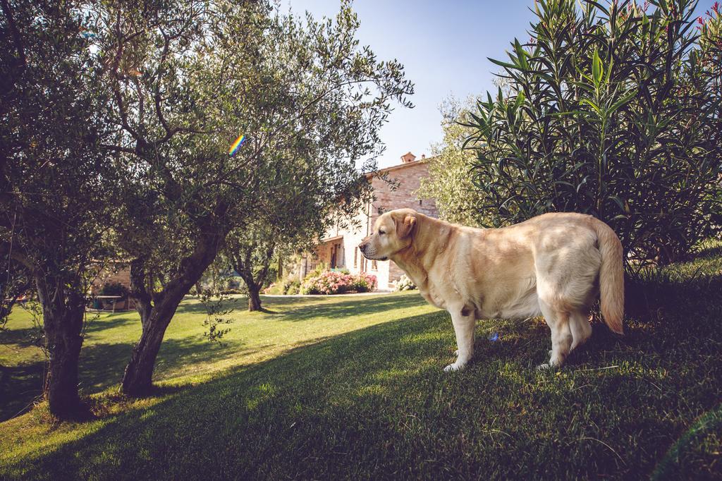 Agriturismo Casal San Sergio Фоссомброне Экстерьер фото